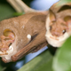 Imagen para el artículo titulado Este extraño murciélago también lleva máscara, y solo se la quita por sexo